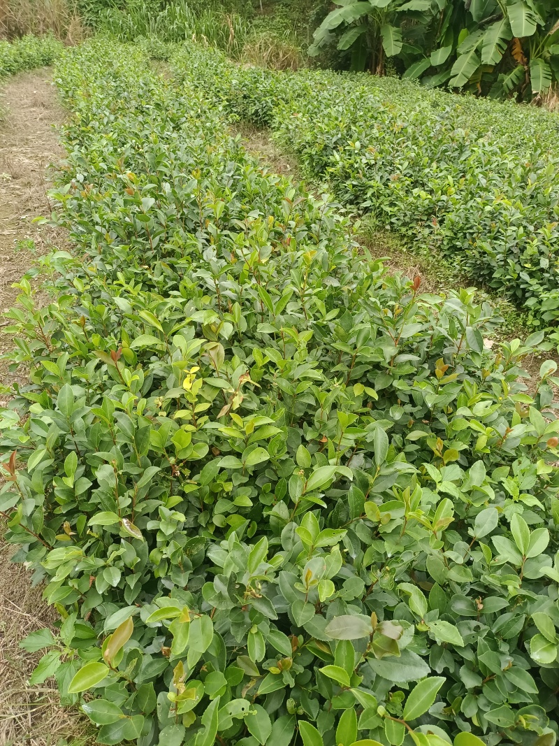 油茶裸根苗，长林系油茶苗，造林苗，绿化苗自产自销，价格优