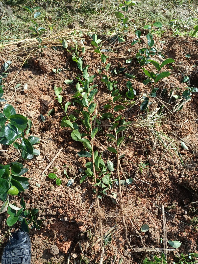 油茶裸根苗，长林系油茶苗，造林苗，绿化苗自产自销，价格优