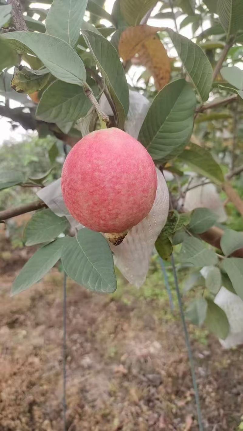 增城胭脂红番石榴，保质保量，量大价优，产地直发