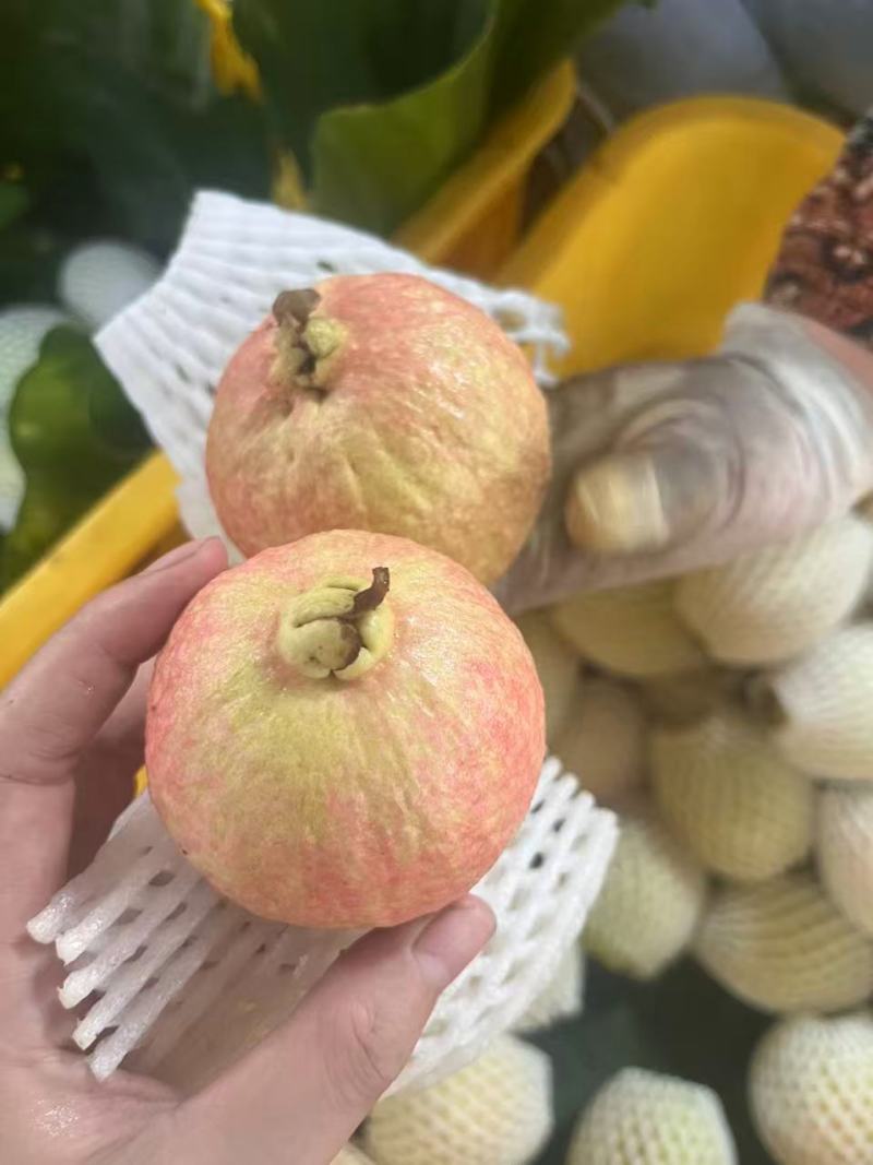 胭脂红番石榴，保质保量，量大价优，产地直发