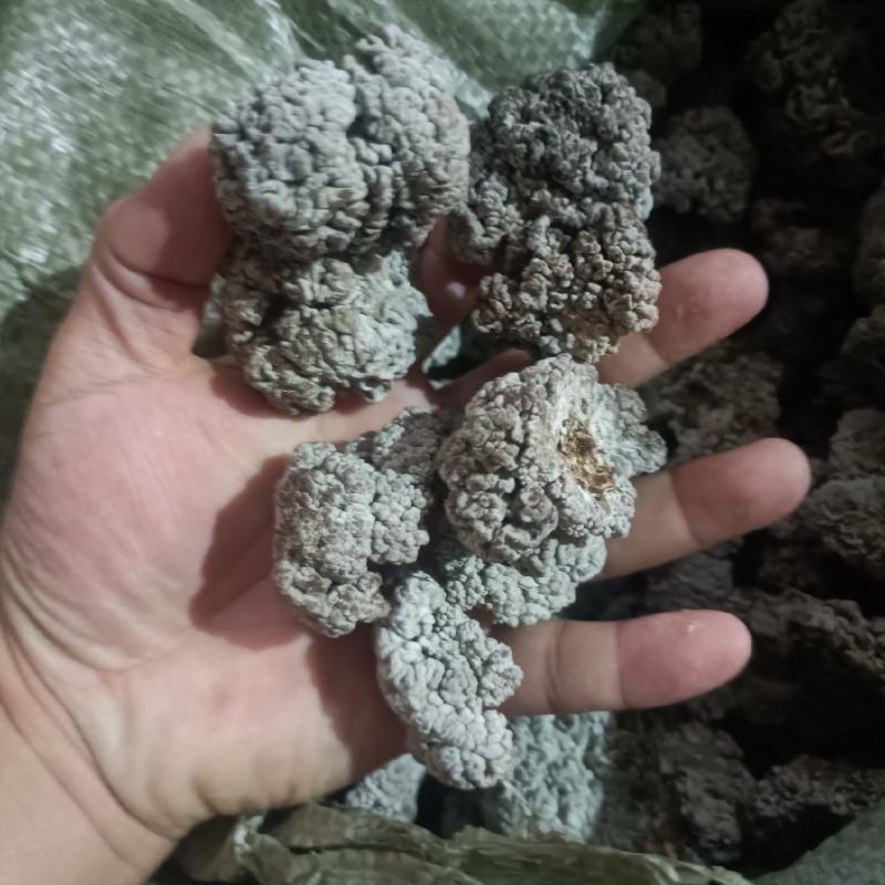 猴脑菌工厂化栽培大个头自产自销猴脑菌无根剪根猴脑菌猴脑菇
