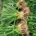 红根蒜苗无蓝帆整车调配质量保证来电咨询
