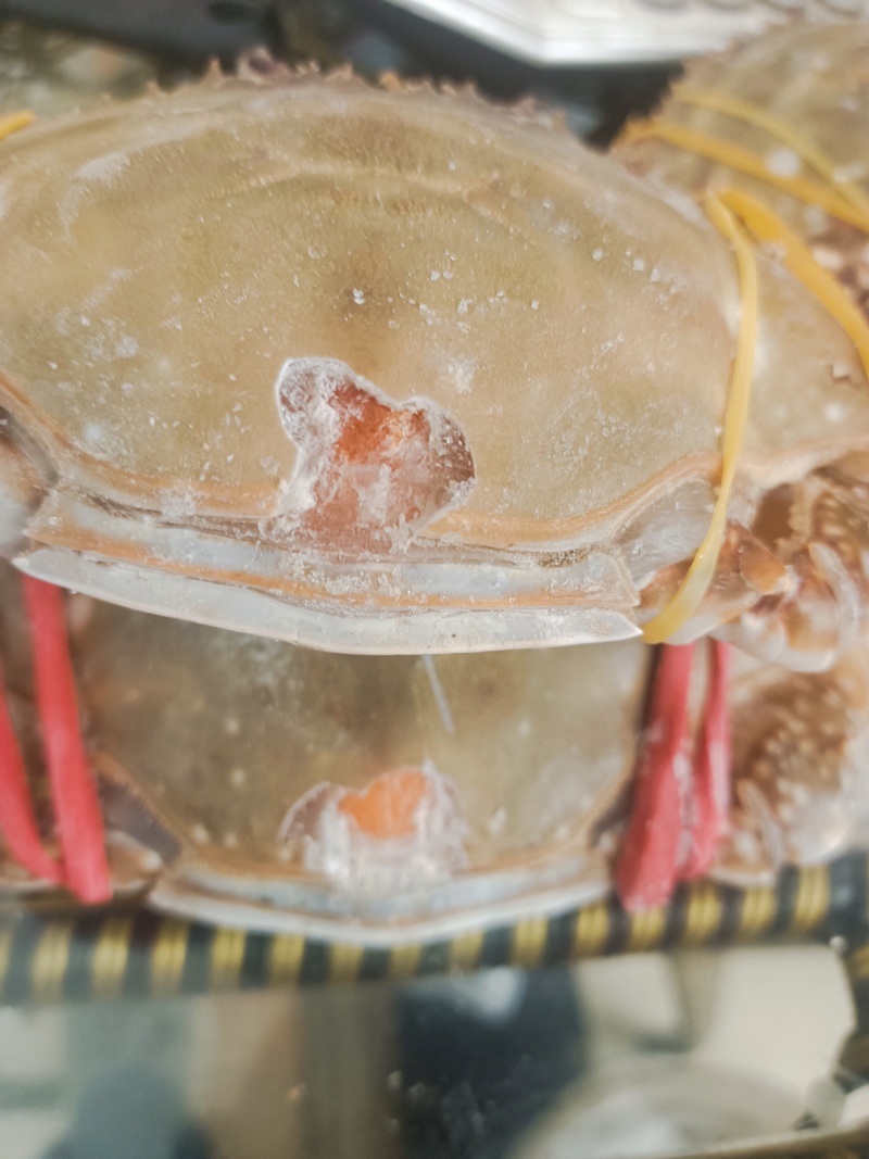 冷冻带膏咸渤海梭子蟹