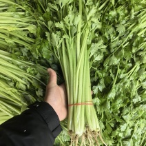 小香芹大量有货几毛上车