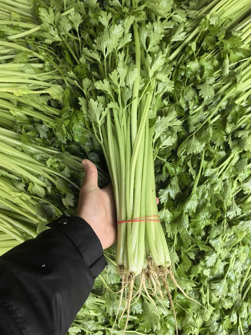 小香芹大量有货几毛上车