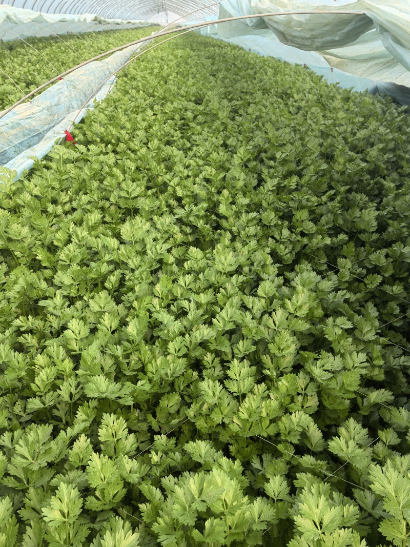 小香芹大量有货几毛上车