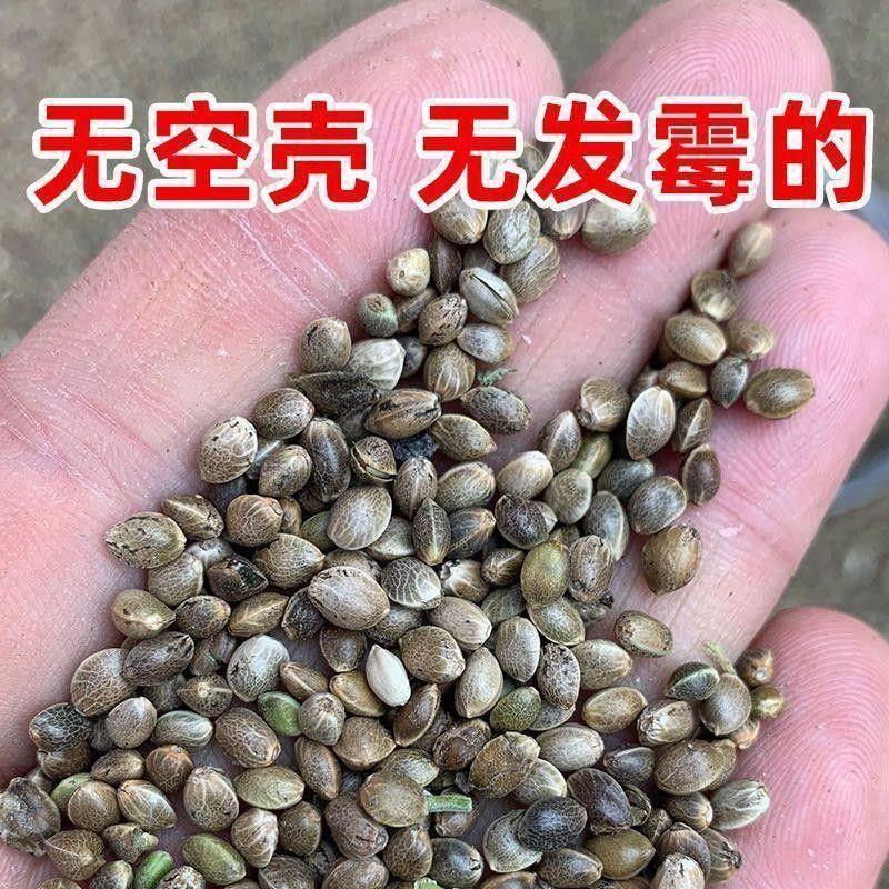 中药材精选火麻仁火麻子去壳无硫火麻籽泡茶泡水各种规格批发