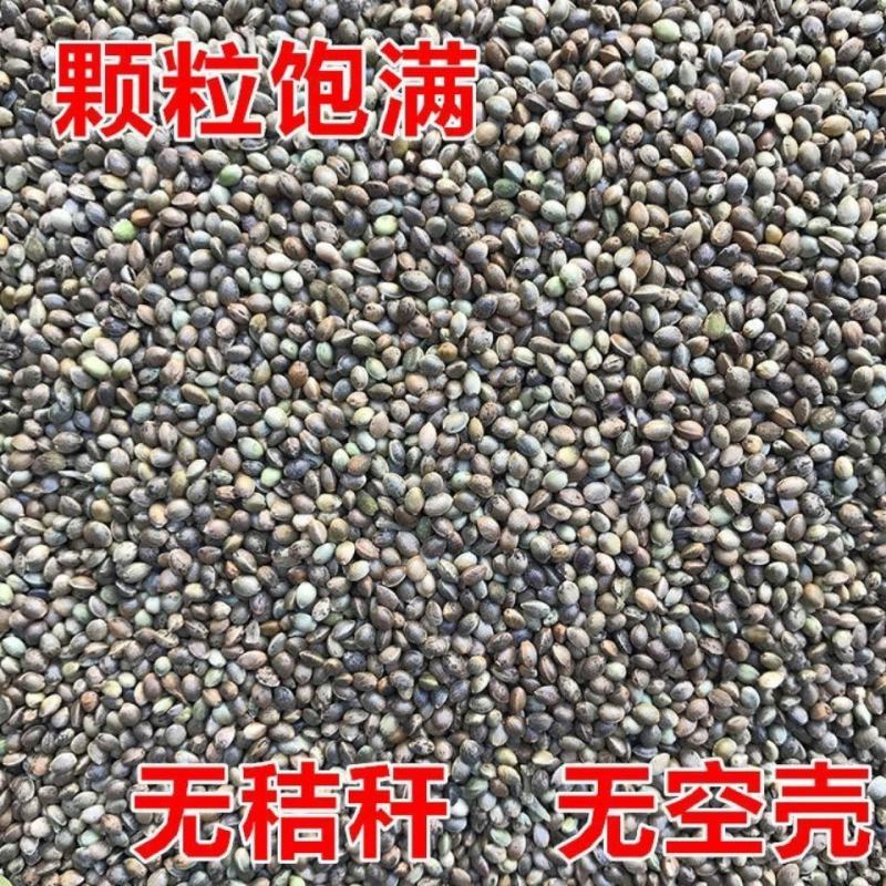 中药材精选火麻仁火麻子去壳无硫火麻籽泡茶泡水各种规格批发