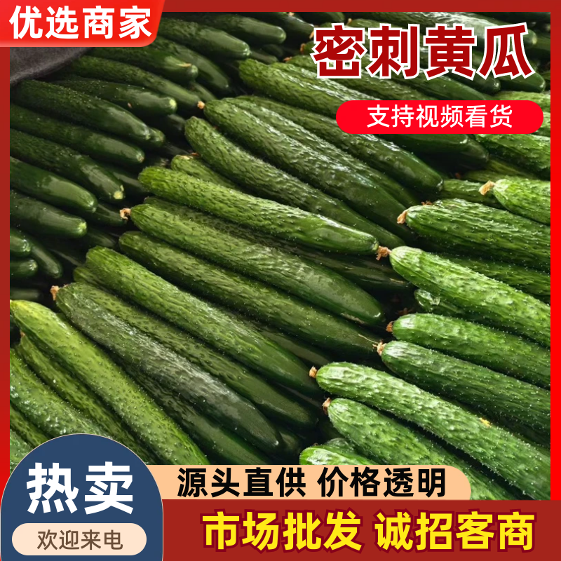 贵州新鲜密刺黄瓜，顶花带刺，现摘现发，一手货源，全国供货