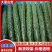 贵州新鲜密刺黄瓜，顶花带刺，现摘现发，一手货源，全国供货