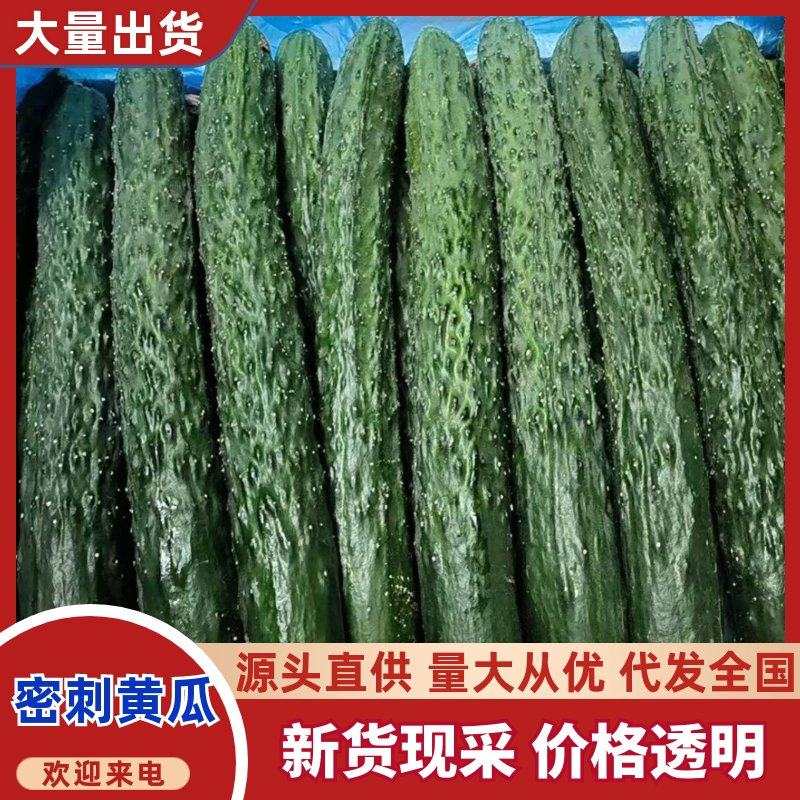 贵州新鲜密刺黄瓜，顶花带刺，现摘现发，一手货源，全国供货