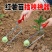 栽地瓜神器新款红薯插秧木把栽苗器地瓜插秧栽苗机速度快