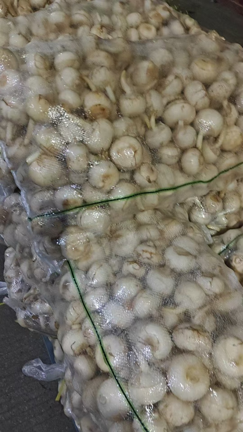 宽叶慈姑上市中，规格齐全，诚信经营，欢迎选购