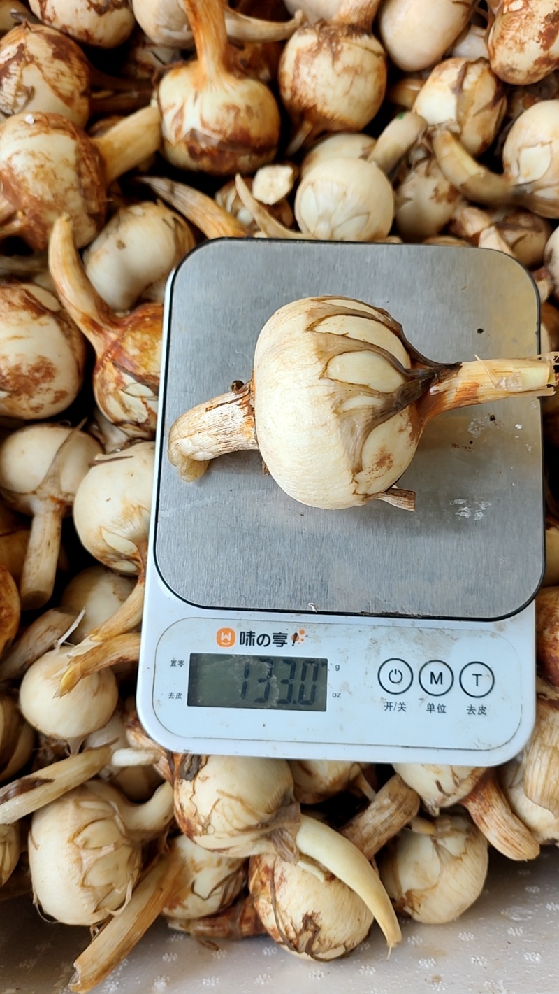 宽叶慈姑上市中，规格齐全，诚信经营，欢迎选购
