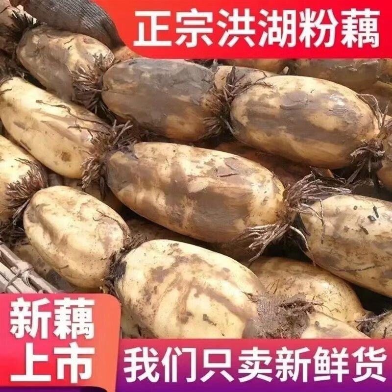 洪湖粉藕，产地直发全国发货，欢迎老板们进店选购！