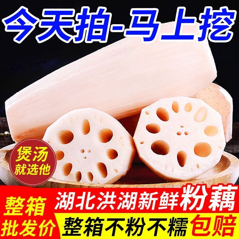 洪湖粉藕，产地直发全国发货，欢迎老板们进店选购！