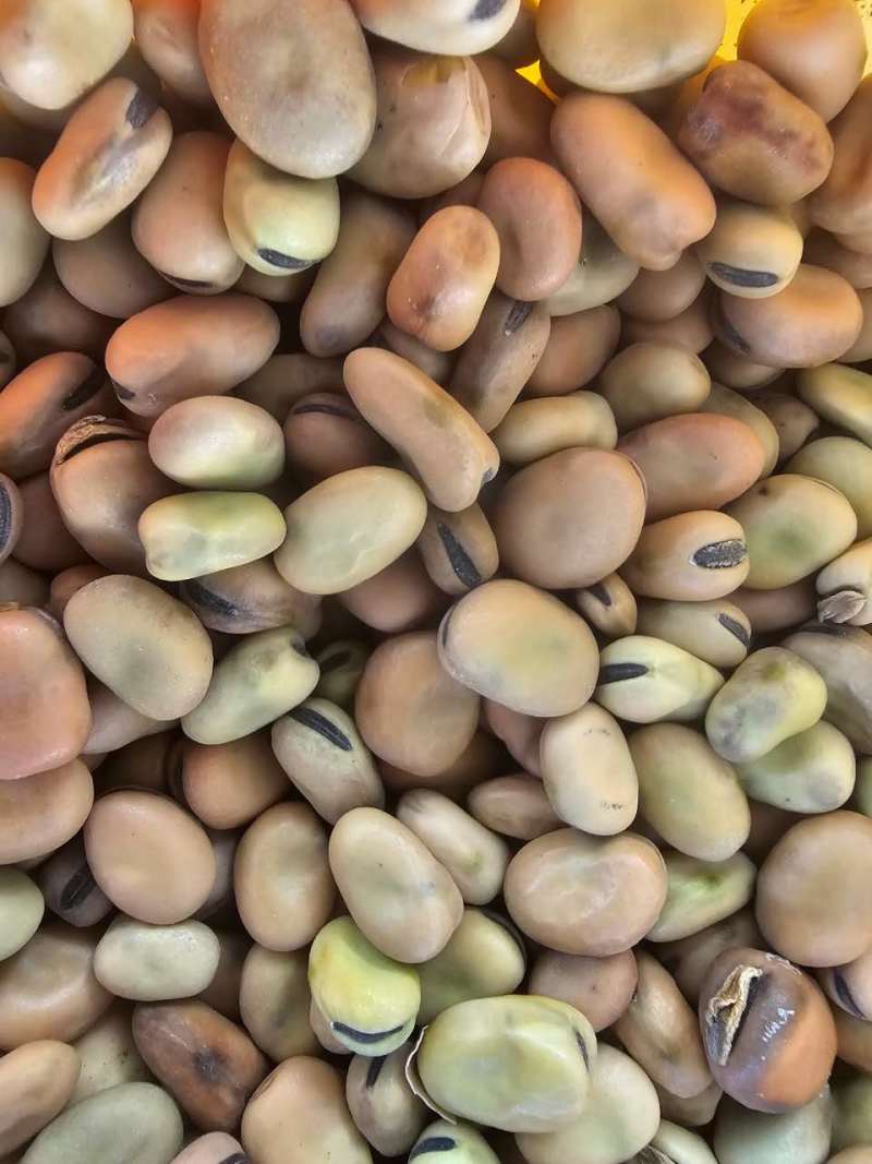 干蚕豆