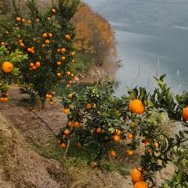 重庆奉节脐橙
