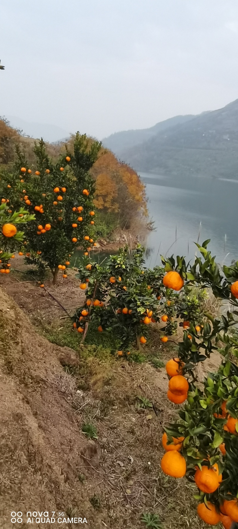 重庆奉节脐橙