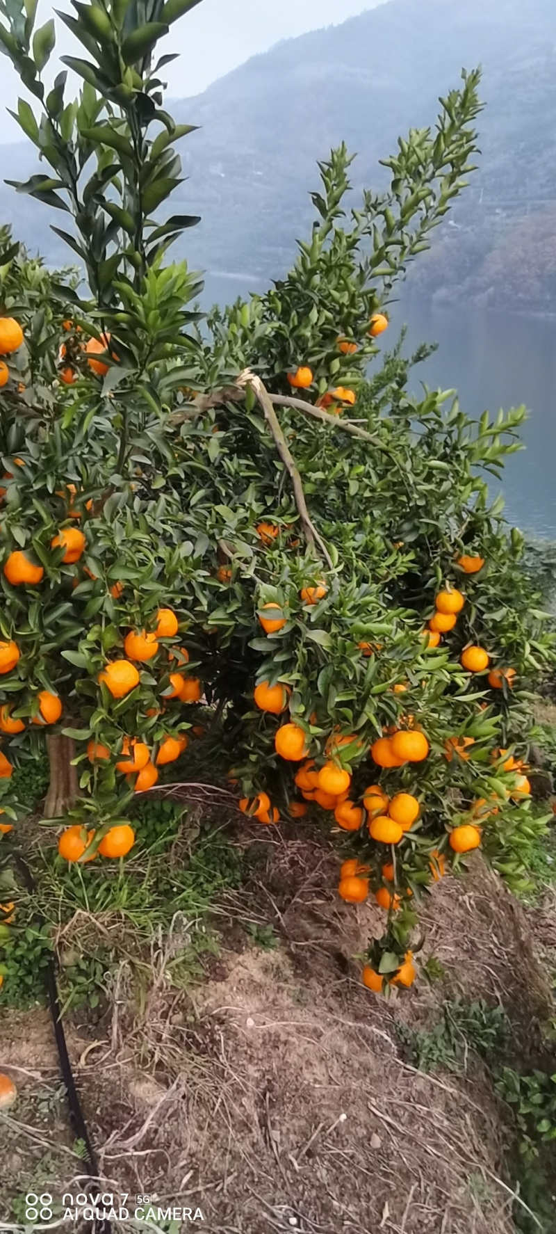重庆奉节脐橙