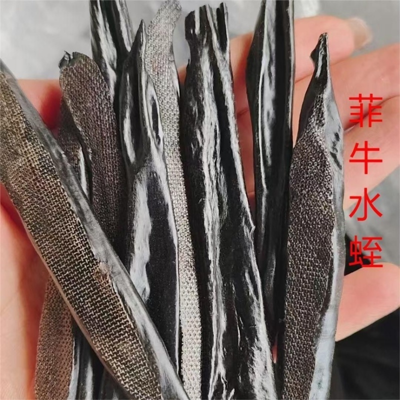 云南水蛭干～菲牛水蛭医药水蛭用途批发价格更优惠