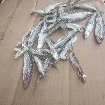 小盐条子，新鲜度好，价格便宜，欢迎大家咨询