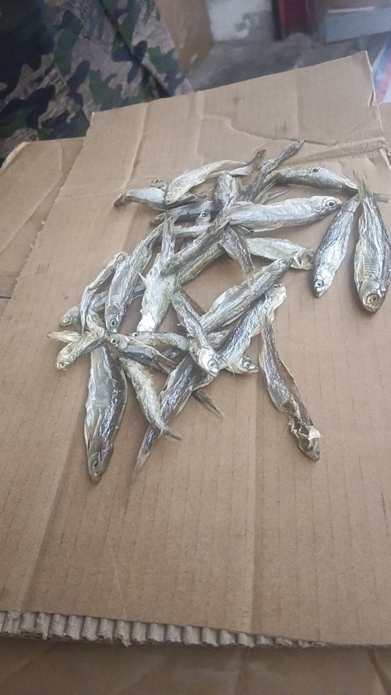 小盐条子，新鲜度好，价格便宜，欢迎大家咨询