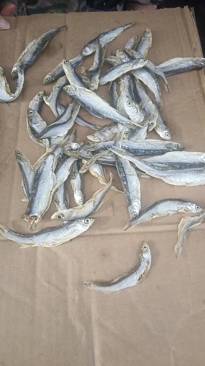 小盐条子，新鲜度好，价格便宜，欢迎大家咨询