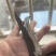 云南水蛭干～菲牛水蛭医药水蛭用途批发价格更优惠