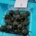 四川屏山县高山红果参