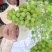 [标题]绍兴九号葡萄苗,特早熟无核大粒抗病浓香脆甜不裂果