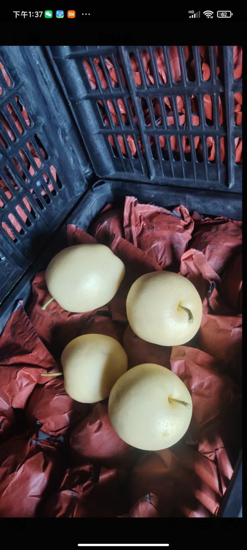 精品早酥皇冠梨，口感香甜，皮溥肉厚，光泽亮丽属优质产品！