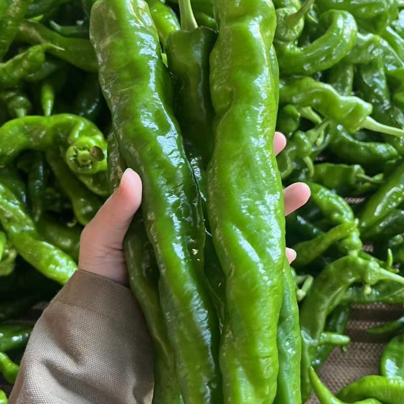 《螺丝椒》广东陇椒，薄皮椒，产地直供，一手货源