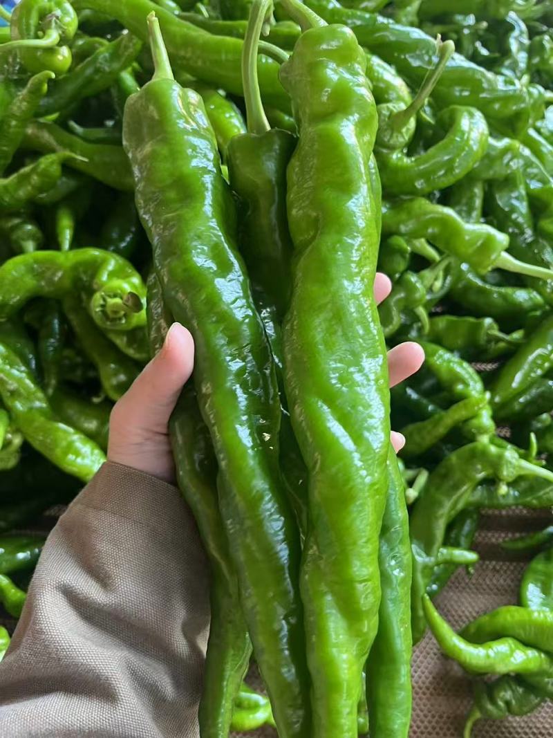 《螺丝椒》广东陇椒，薄皮椒，产地直供，一手货源
