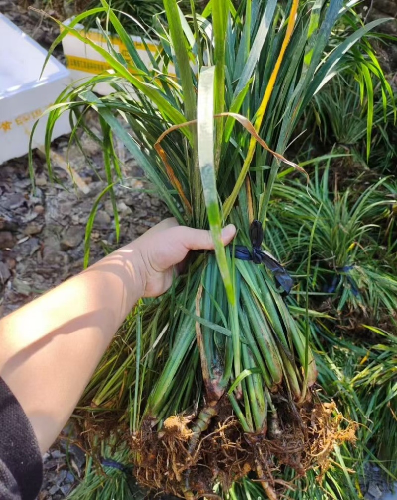 安徽大别山石菖蒲苗，正宗含量和价格高得品种