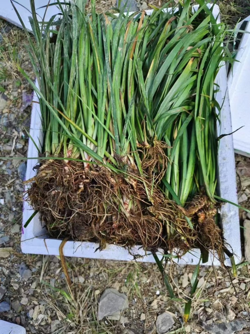 安徽大别山石菖蒲苗，正宗含量和价格高得品种