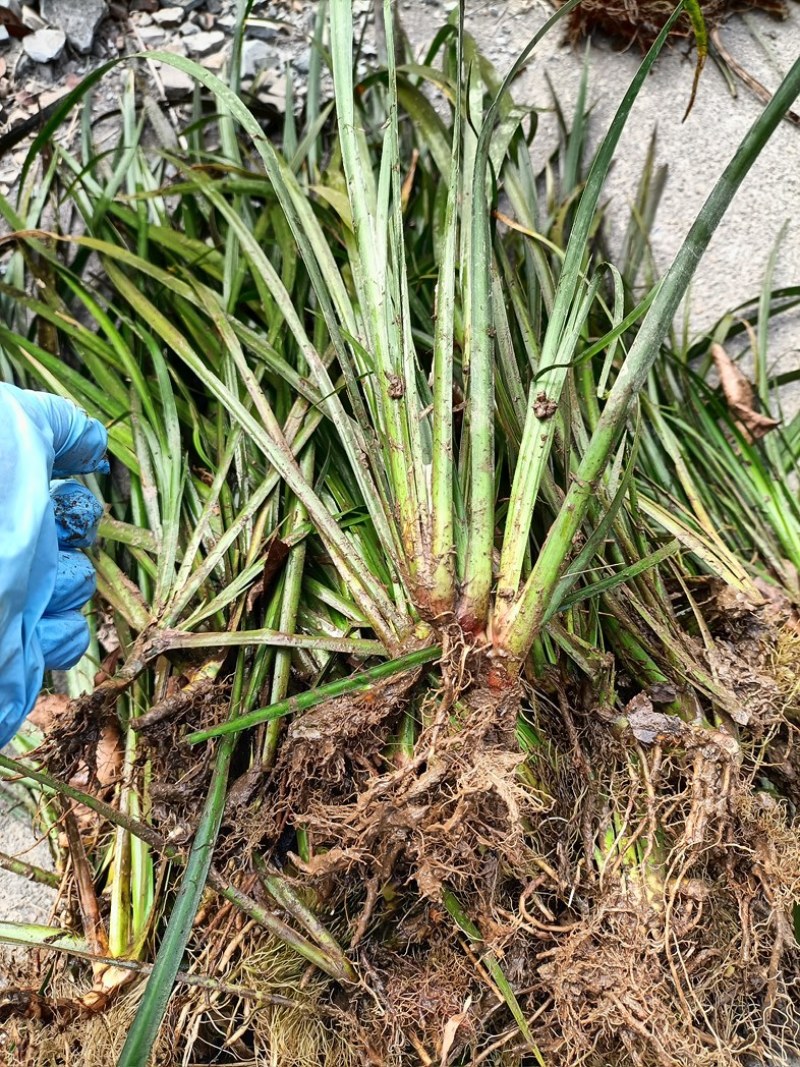 安徽大别山石菖蒲苗，正宗含量和价格高得品种
