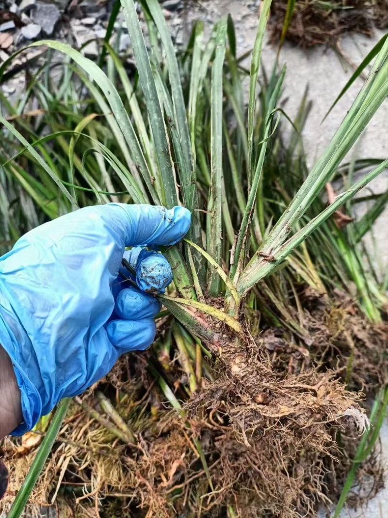 安徽大别山石菖蒲苗，正宗含量和价格高得品种