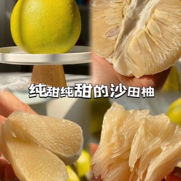 江永老树沙田柚