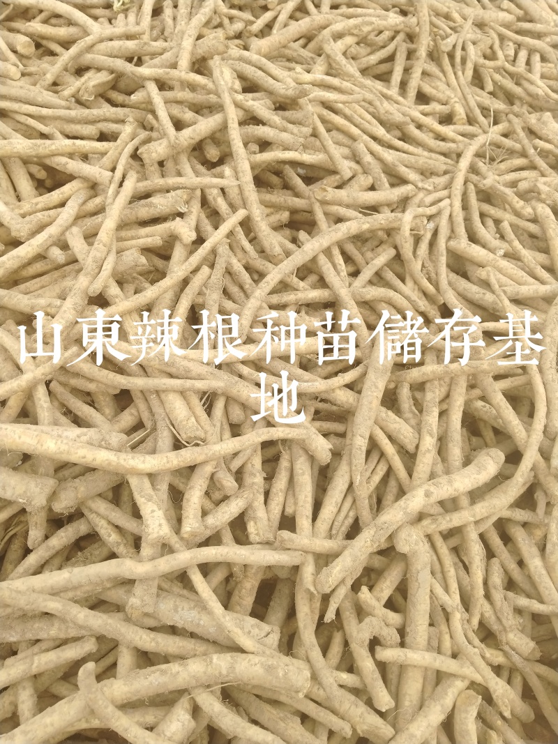 辣根种苗