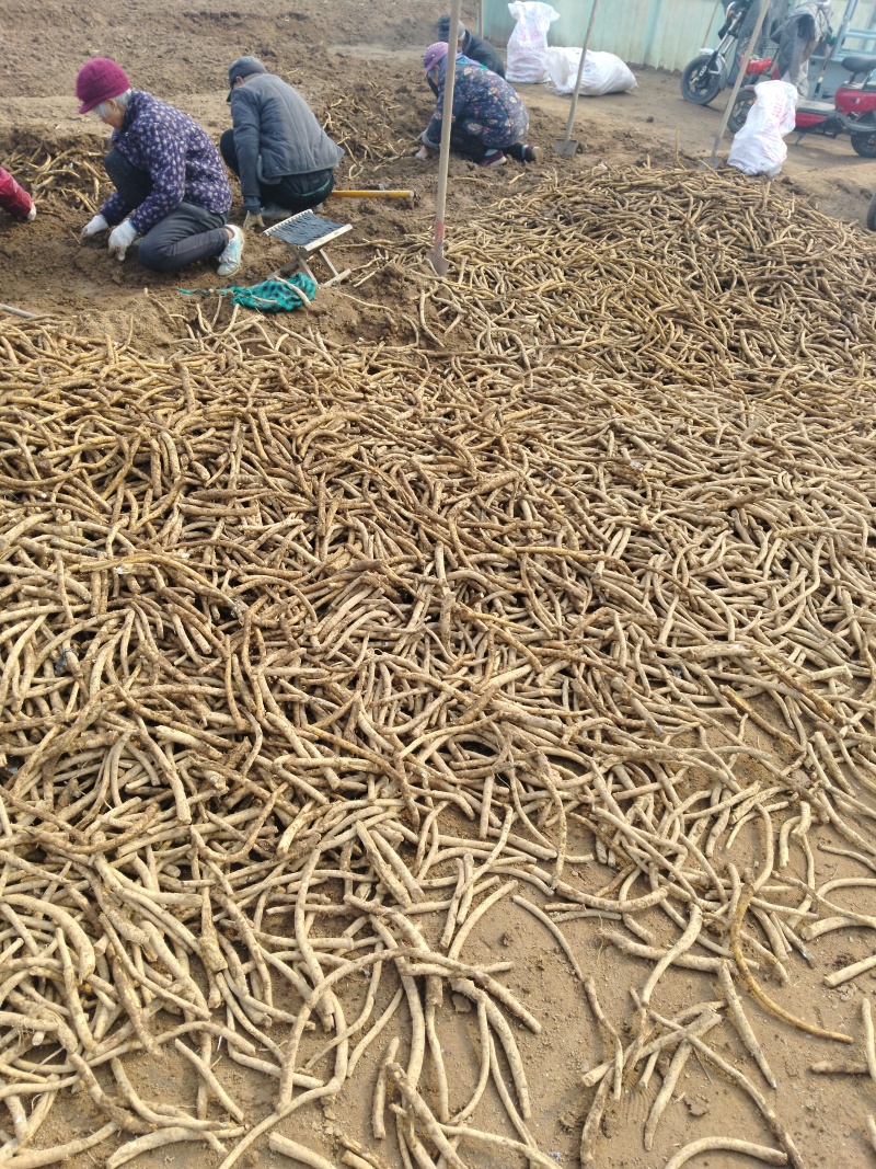 辣根种苗
