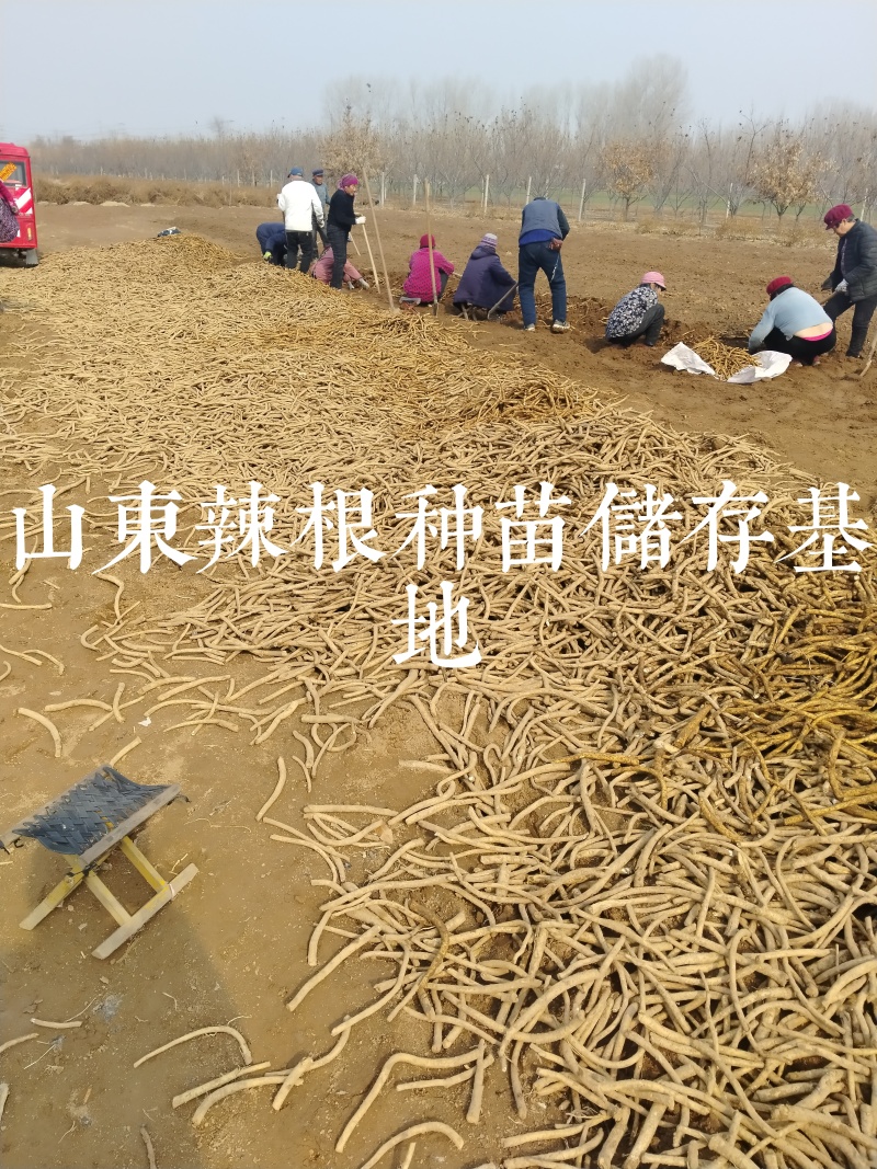 辣根种苗
