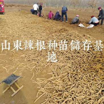 辣根种苗