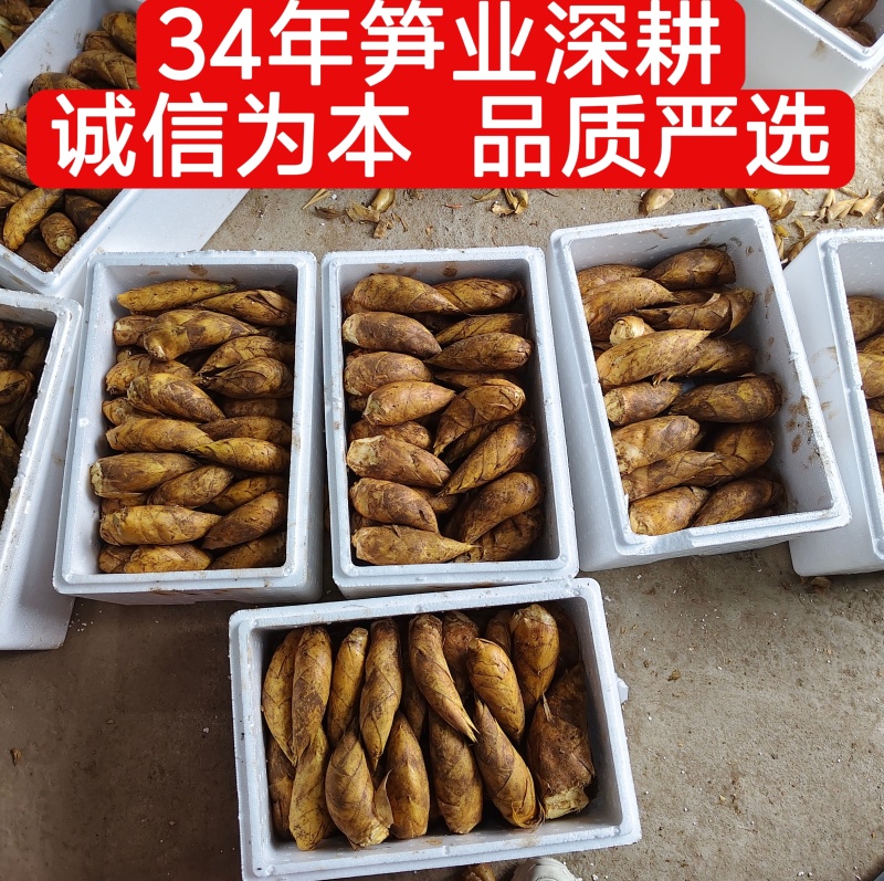 湖南绥宁瓦屋新鲜深山野生冬笋产地直发每日发货价格详谈