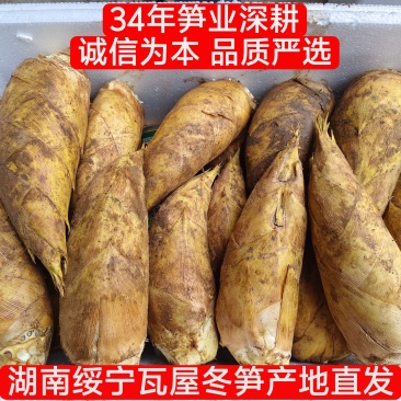 湖南绥宁瓦屋新鲜深山野生冬笋产地直发每日发货价格详谈