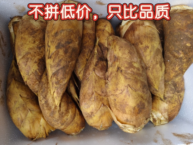 湖南绥宁瓦屋新鲜深山野生冬笋产地直发每日发货价格详谈