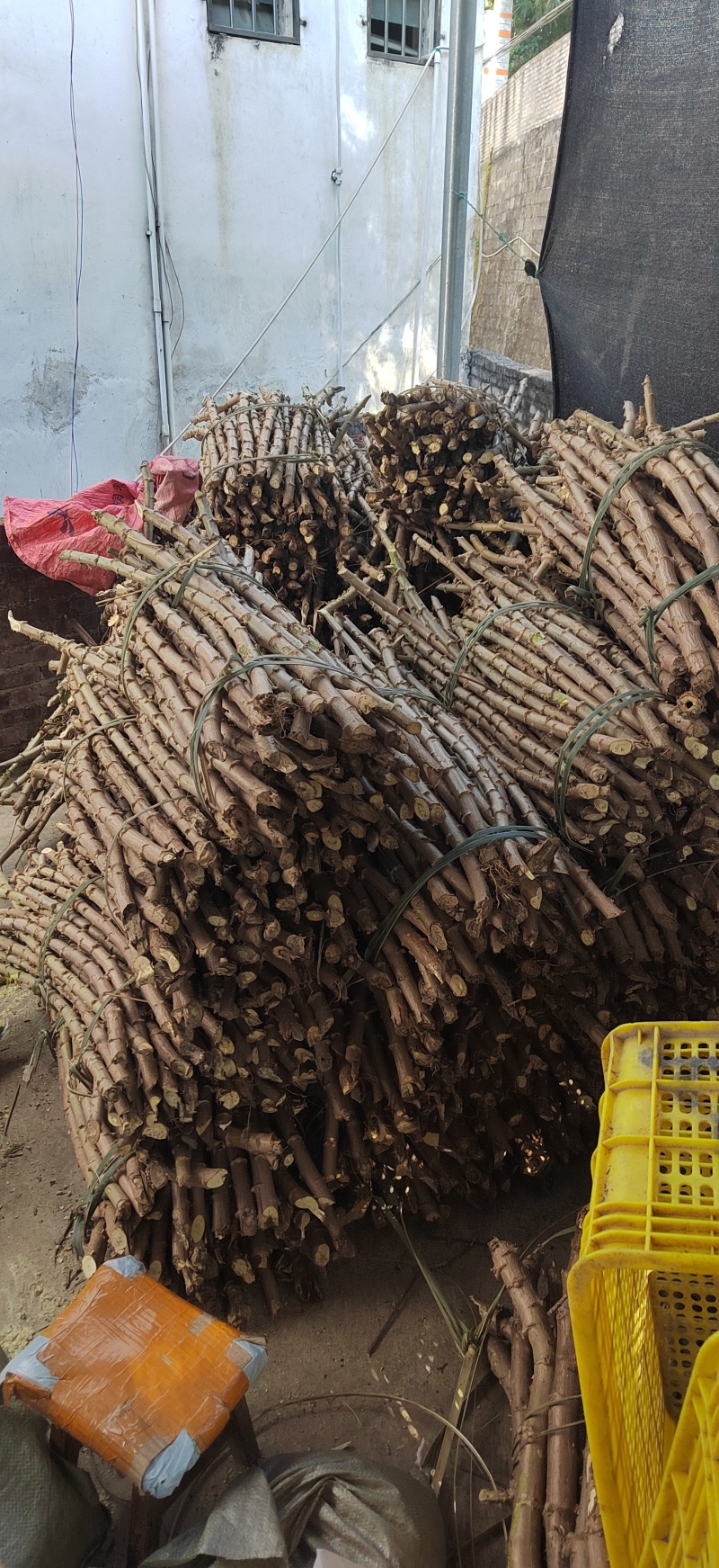 黄肉木薯苗