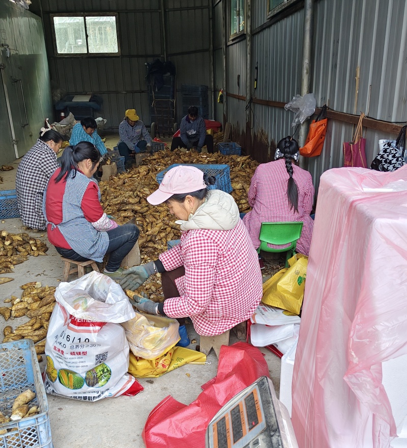 湖南绥宁瓦屋新鲜深山野生冬笋产地直发每日发货价格详谈