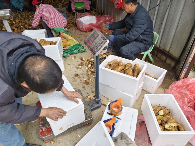 湖南绥宁瓦屋新鲜深山野生冬笋产地直发每日发货价格详谈