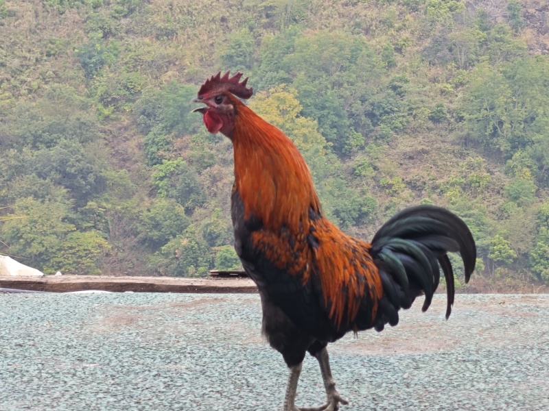 土鸡售卖